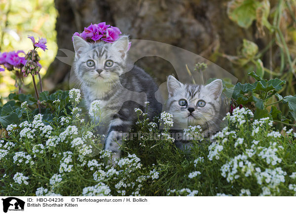 Britisch Kurzhaar Ktzchen / British Shorthair Kitten / HBO-04236