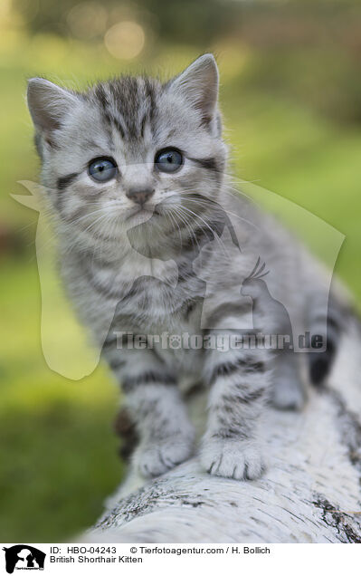 British Shorthair Kitten / HBO-04243