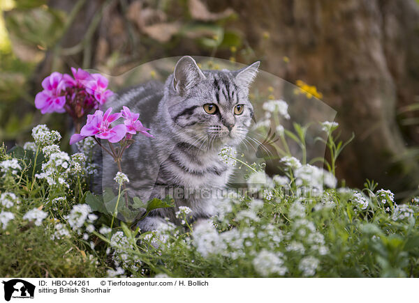 sitzende Britisch Kurzhaar / sitting British Shorthair / HBO-04261