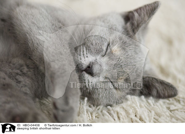 schlafendes Britisch Kurzhaar Ktzchen / sleeping british shorthair kitten / HBO-04408