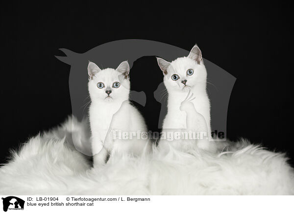blauugige Britisch Kurzhaar / blue eyed british shorthair cat / LB-01904