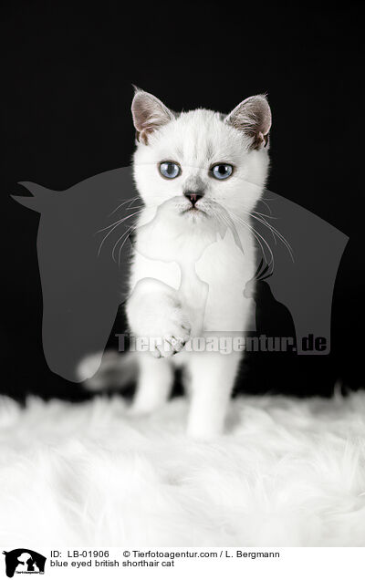 blauugige Britisch Kurzhaar / blue eyed british shorthair cat / LB-01906