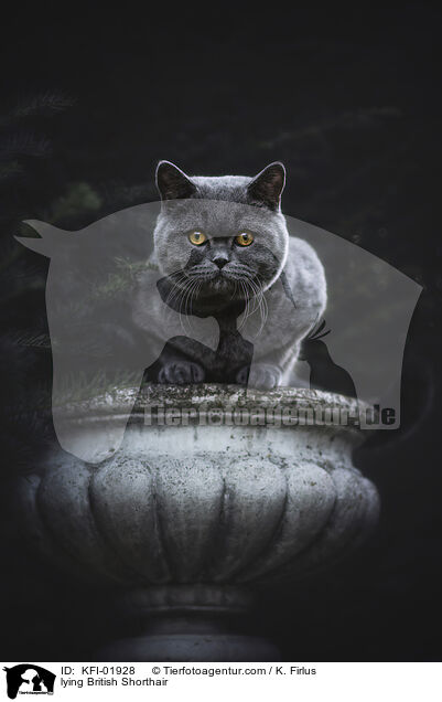 liegende Britisch Kurzhaar / lying British Shorthair / KFI-01928