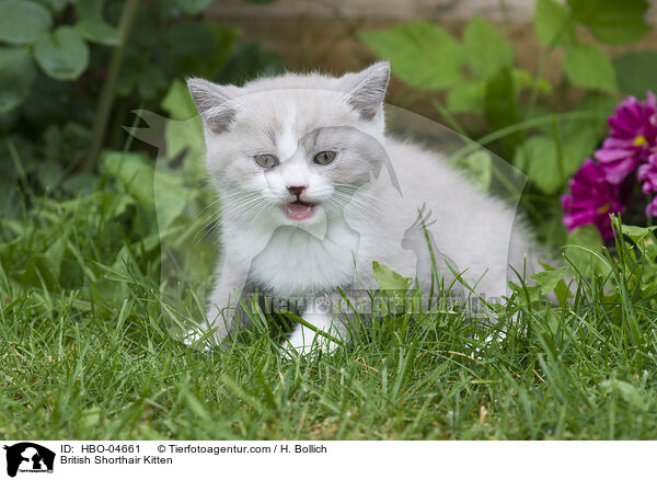 Britisch Kurzhaar Ktzchen / British Shorthair Kitten / HBO-04661