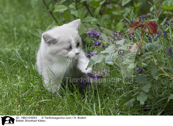 Britisch Kurzhaar Ktzchen / British Shorthair Kitten / HBO-04663