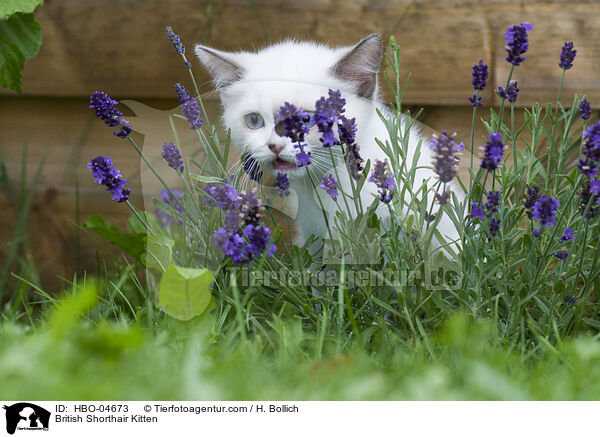 Britisch Kurzhaar Ktzchen / British Shorthair Kitten / HBO-04673