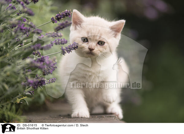 Britisch Kurzhaar Ktzchen / British Shorthair Kitten / DS-01615