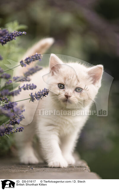British Shorthair Kitten / DS-01617