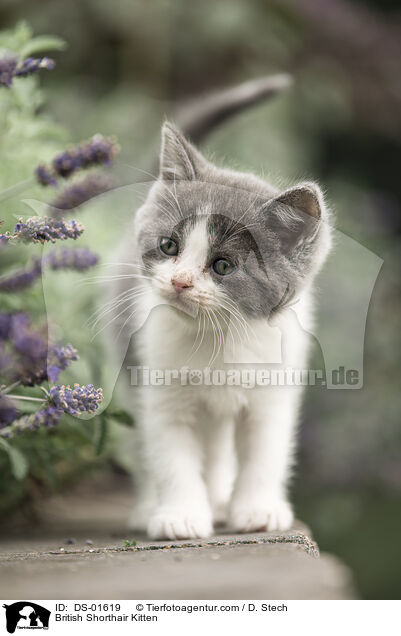 British Shorthair Kitten / DS-01619