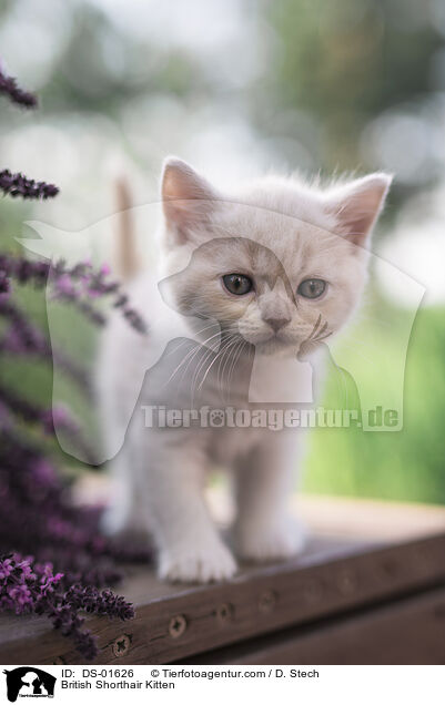 British Shorthair Kitten / DS-01626