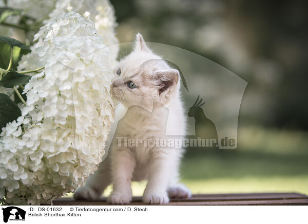 Britisch Kurzhaar Ktzchen / British Shorthair Kitten / DS-01632