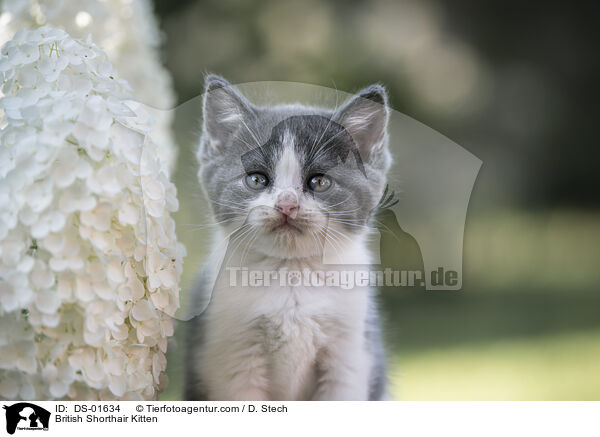Britisch Kurzhaar Ktzchen / British Shorthair Kitten / DS-01634