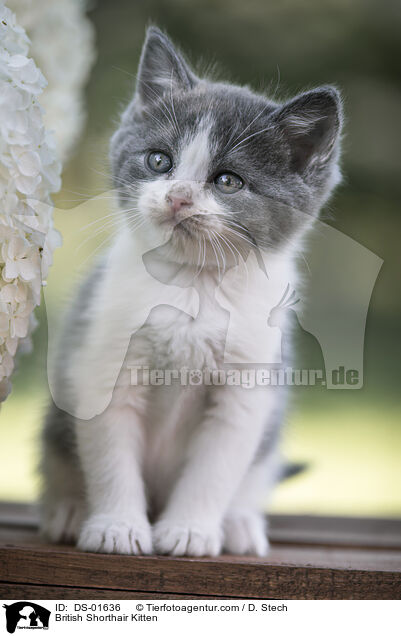 Britisch Kurzhaar Ktzchen / British Shorthair Kitten / DS-01636