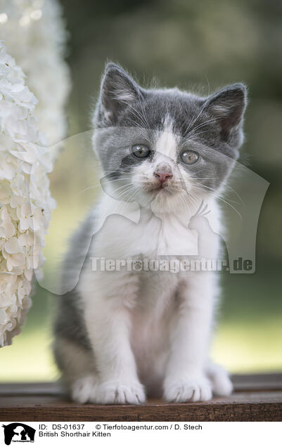 Britisch Kurzhaar Ktzchen / British Shorthair Kitten / DS-01637