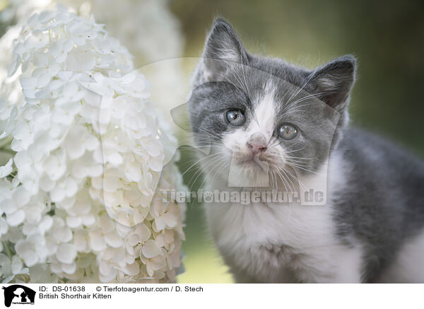 Britisch Kurzhaar Ktzchen / British Shorthair Kitten / DS-01638