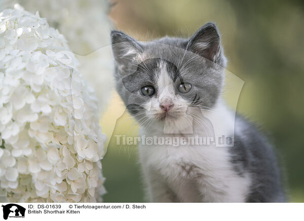 Britisch Kurzhaar Ktzchen / British Shorthair Kitten / DS-01639