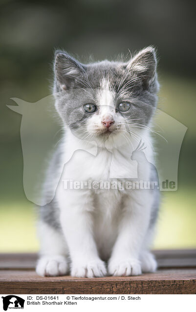 British Shorthair Kitten / DS-01641