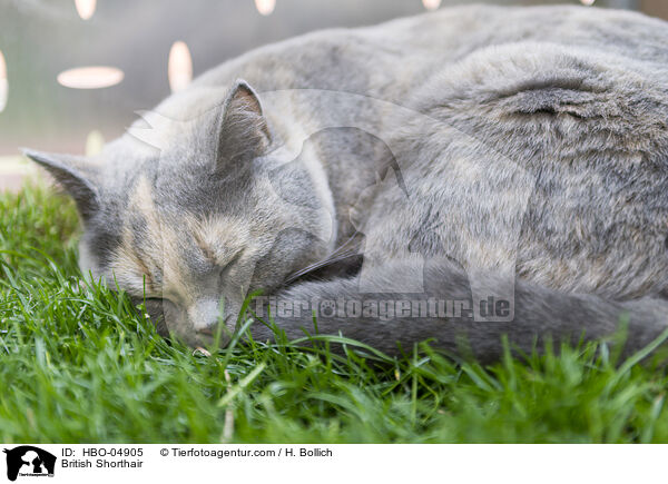 Britisch Kurzhaar / British Shorthair / HBO-04905