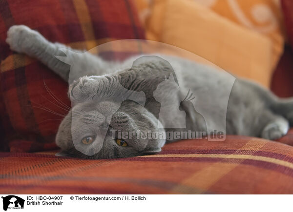 Britisch Kurzhaar / British Shorthair / HBO-04907