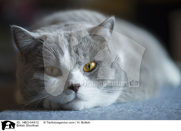 Britisch Kurzhaar / British Shorthair / HBO-04912