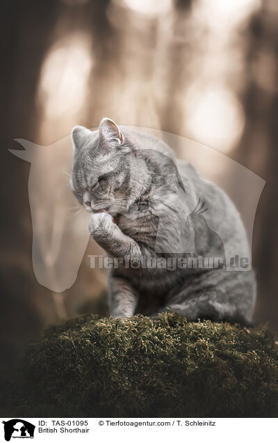 Britisch Kurzhaar / British Shorthair / TAS-01095