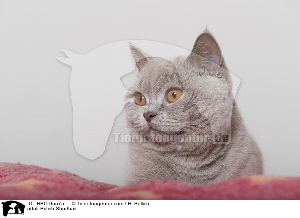 ausgewachsene Britisch Kurzhaar / adult British Shorthair / HBO-05575