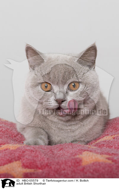 ausgewachsene Britisch Kurzhaar / adult British Shorthair / HBO-05579