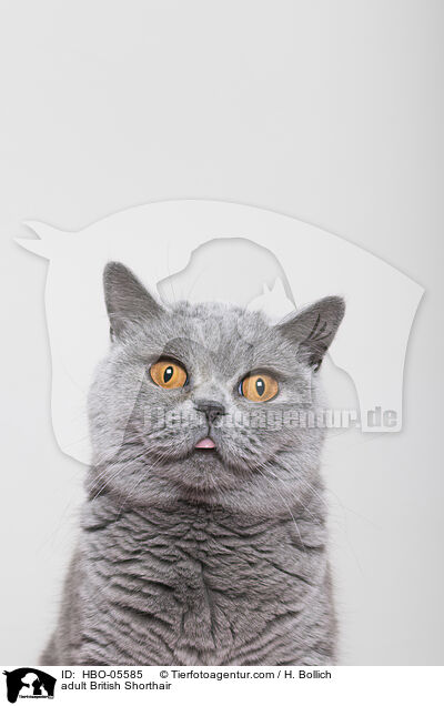 ausgewachsene Britisch Kurzhaar / adult British Shorthair / HBO-05585