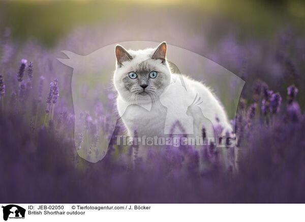 Britisch Kurzhaar drauen / British Shorthair outdoor / JEB-02050