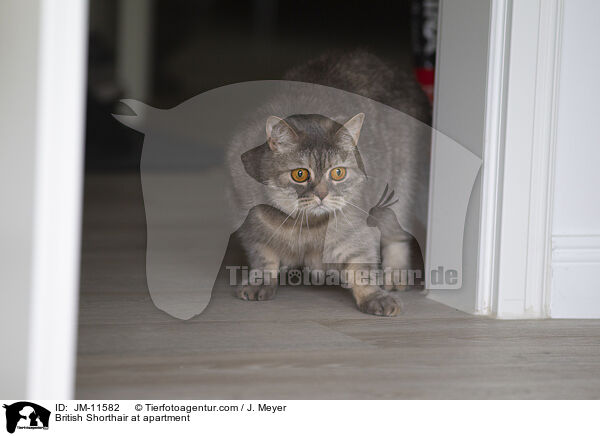 Britisch Kurzhaar in der Wohnung / British Shorthair at apartment / JM-11582