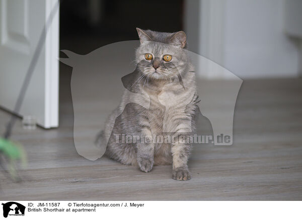 Britisch Kurzhaar in der Wohnung / British Shorthair at apartment / JM-11587