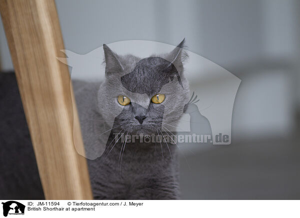 British Shorthair at apartment / JM-11594