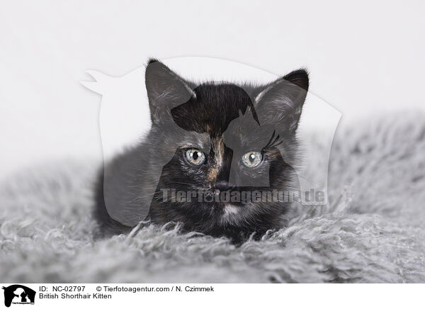 Britisch Kurzhaar Ktzchen / British Shorthair Kitten / NC-02797