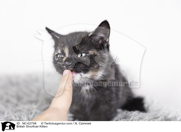 British Shorthair Kitten / NC-02798