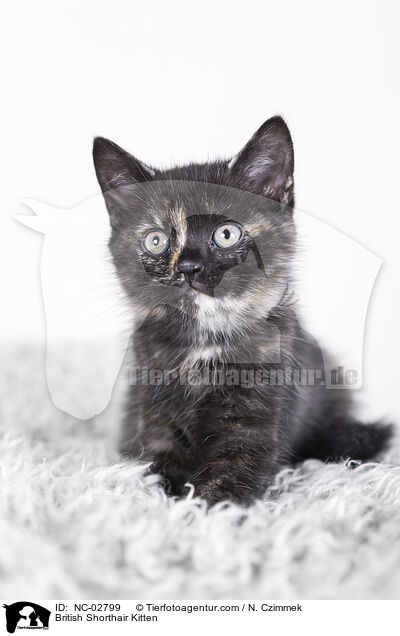 Britisch Kurzhaar Ktzchen / British Shorthair Kitten / NC-02799