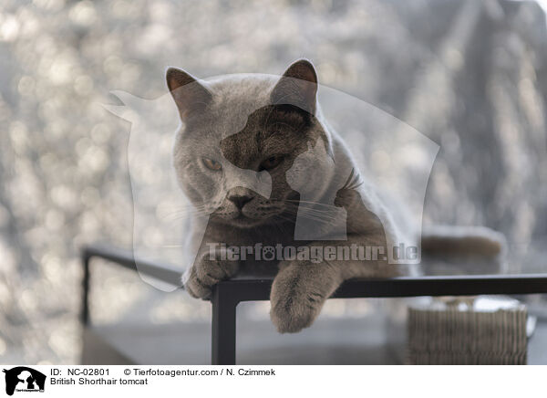 Britisch Kurzhaar Kater / British Shorthair tomcat / NC-02801