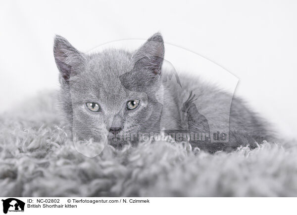 British Shorthair kitten / NC-02802