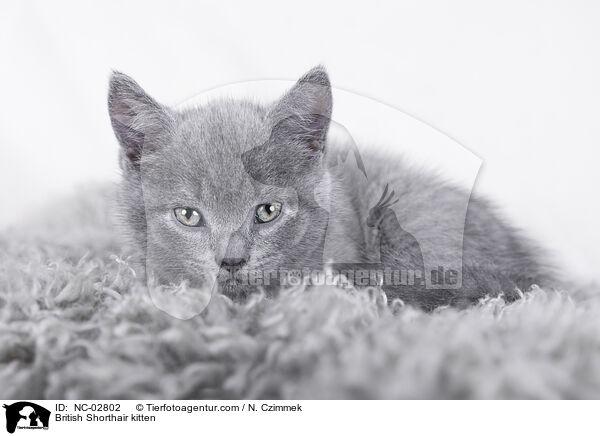 Britisch Kurzhaar Ktzchen / British Shorthair kitten / NC-02802