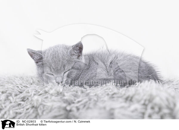 Britisch Kurzhaar Ktzchen / British Shorthair kitten / NC-02803