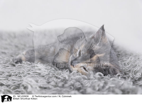 Britisch Kurzhaar Ktzchen / British Shorthair Kitten / NC-02808