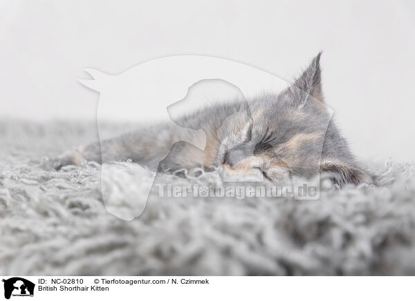 Britisch Kurzhaar Ktzchen / British Shorthair Kitten / NC-02810