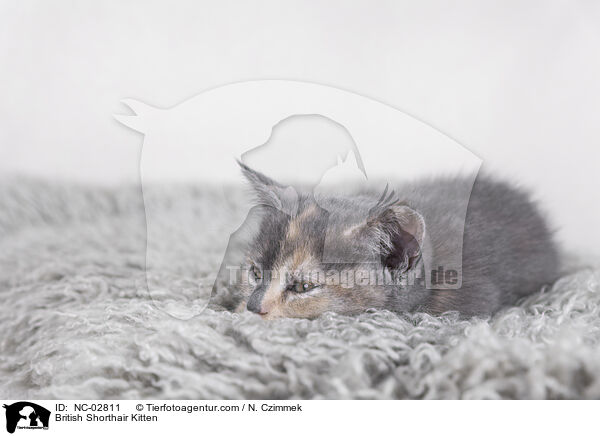 Britisch Kurzhaar Ktzchen / British Shorthair Kitten / NC-02811