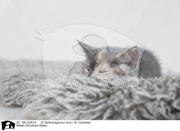Britisch Kurzhaar Ktzchen / British Shorthair Kitten / NC-02812