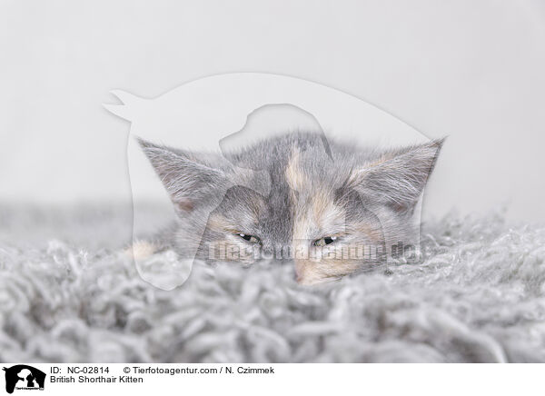 Britisch Kurzhaar Ktzchen / British Shorthair Kitten / NC-02814