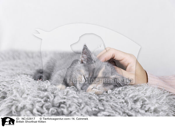 Britisch Kurzhaar Ktzchen / British Shorthair Kitten / NC-02817