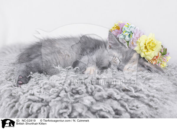 Britisch Kurzhaar Ktzchen / British Shorthair Kitten / NC-02819