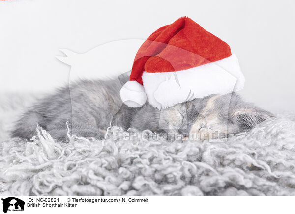 Britisch Kurzhaar Ktzchen / British Shorthair Kitten / NC-02821