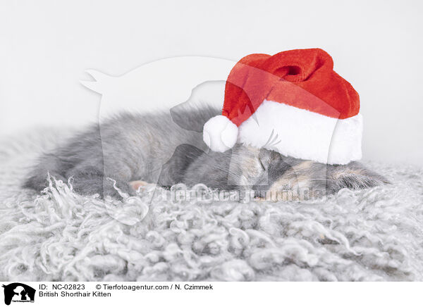 Britisch Kurzhaar Ktzchen / British Shorthair Kitten / NC-02823