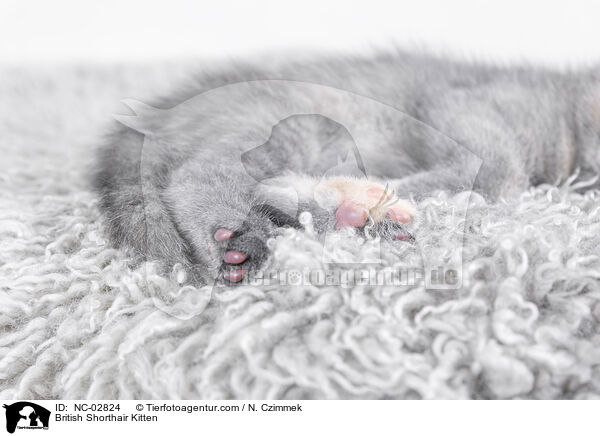 Britisch Kurzhaar Ktzchen / British Shorthair Kitten / NC-02824