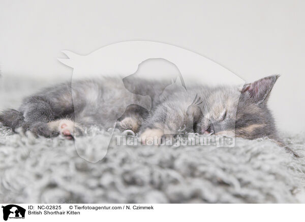 Britisch Kurzhaar Ktzchen / British Shorthair Kitten / NC-02825